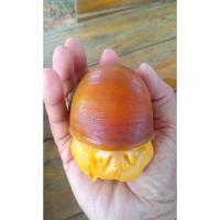 ราคา หอยปทุมทอง 5 คู่พ่อพันธุ์แม่พันธุ์ (28543272348)