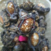 ราคา เบี้ยแก้แก้อาถรรพ์ ขนาดความยาว 3-5 cm คละไซส์ (3634825571)