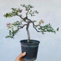 ราคา บอนไซเชอรี่แคระ ไม้ประดับ (29383980002)