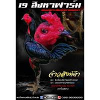 ราคา ไข่เชื้อไก่ชน พม่าแข้งหน้าสายเลือด Vip รับประกันเชื้อ!! (40503163241)