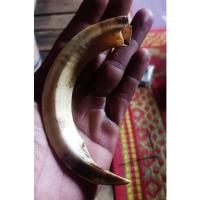 ราคา เขี้ยวหมู​ป่าเขี้ยวหมูป่า (15004564092)