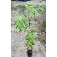 ราคา ต้นมะฮอกกานี สูง 60-80ซม. (26101291487)