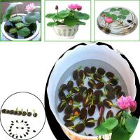 ราคา 7 เมล็ด เมล็ดบัว ดอกบัวหลวง ดอกบัว Lotus seeds (8875642472)