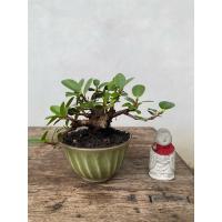 ราคา บอนไซช้อนเงินช้อนทอง #ต้นไม้มงคล #ต้นไม้แต่งบ้านที่ทำงาน (29837278999)