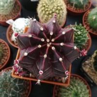 ราคา ยิมโน เรดรูบี้ "Gymnocalycium mihanovichii" (7200029998)