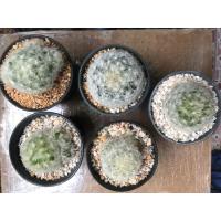 ราคา แคคตัส กระบองเพชร แมมขนนก (4462306128)