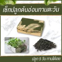 ราคา เมล็ดต้นอ่อนทานตะวัน (1524127819)