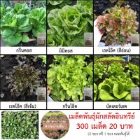 ราคา เมล็ดพันธุ์ผักสลัดอินทรีย์ ซองละ 300-500 เมล็ด เมล็ดผัก เมล็ดผักสลัด เมล็ดผักอินทรีย์ อัตราการงอก 98% (11421821741)