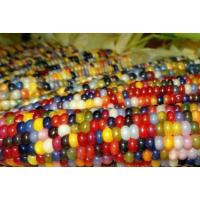 ราคา เมล็ดพันธุ์ ข้าวโพด ข้าวโพดอัญมณี5เมล็ด GlassGem CornSeed เมล็ดพันธุ์แท้100% ปลูกผักสวนครัว นำเข้าจากต่างประเทศ (9476597864)