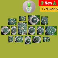 ราคา แอสโตร ในกระถาง2นิ้ว Astrophytum แอสโตรไฟตั้ม แอสโตรไฟตัม กระบองเพชร แคคตัส (10332463192)