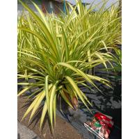 ราคา ต้นเตยด่างกระถาง 11 นิ้ว (17767714292)