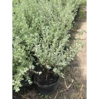 ราคา นีออนใบเงิน ต้นใหญ่สวยมาก (9716447822)