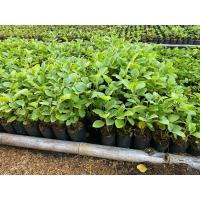 ราคา มะเขือเปาะน้ำหยดราชบุรี 10 ถุง (28763690033)