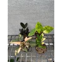 ราคา เสน่จันทร์ดำด่าง ช้างเหลือง กวักมรกตด่าง กวักมรกตดำ ‼️เซ็ตสุดคุ้ม‼️ (41265110492)