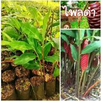 ราคา ต้นว่านไพลดำ สมุนไพรพื้นบ้านเป็นยาอายุวัฒนะบำรุงร่างกาย รักษาอาการเคล็ดขัดยอก ฟกช้ำ แก้เหน็บชา สินค้าเสียหายยินดีเคลมฟรี (19485294586)