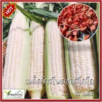 ราคา 10 เมล็ด ข้าวโพดนมสดเพียวไวท์ฮอกไกโด เมล็ดข้าวโพดนมสดฮอกไกโด เมล็ดข้าวโพดนมสดเพียวไวท์ฮอกไกโด (25909031774)
