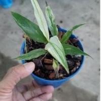 ราคา เดหลีใบด่างกระถาง 3 นิ้ว (29472485791)