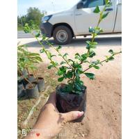 ราคา ต้นชาฮกเกี้ยน หรือชาดัด ปลูกทำรั้ว ทำบอนไซ ขนาดถุง2" ขนาดต้น20-30ซม. (25960474764)