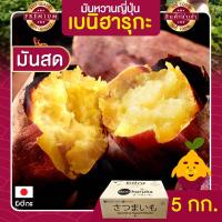 ราคา มันหวานญี่ปุ่น 5kg นำเข้าจากญี่ปุ่นแท้ 100% เบนิฮารุกะ ปลูกที่ญี่ปุ่น หวาน ฉ่ำ สดใหม่ทุกสัปดาห์ ส่งฟรี (8410019321)