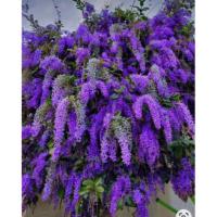 ราคา ต้นพวงครามออสเตรเลีย(ม่วง) (25263169081)