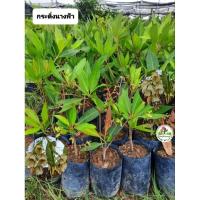 ราคา ต้นกระดิ่งนางฟ้า กระดิ่งนางฟ้า ไคร่ย้อย (18191291143)