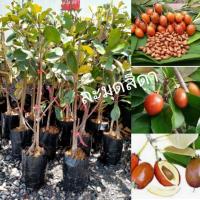 ราคา #ต้นละมุดสีดา ไม้ผลใกลเสูญพันธุ์มาปลูกกันเถอะ (3755342303)