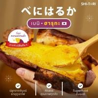 ราคา มันหวานญี่ปุ่น เบนิฮารุกะ Size M แพ็ค 500G. / 1Kg / 2Kg. / 3Kg. เนื้อฉ่ำ รสชาติหวาน | Shitori (28769549004)