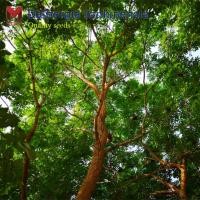 ราคา พะยูงเวียดนาม Dalbergia tonkinensis ไม้ฮวงหัวลี่ (50เมล็ด) (40372233709)