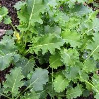 ราคา ต้นพันธุ์ เคลไซบีเรียน Siberian Kale หรือ เคล ไซบีเรียน  ถุงดำละ 29 บาท (28533941866)