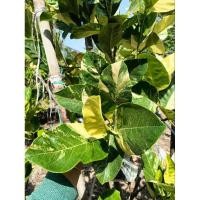 ราคา ขนุนทองมาเลย์ด่างJack fruit variegated (28222700396)