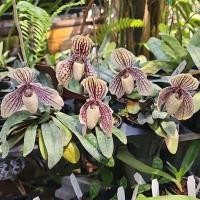 ราคา Paphiopedilum myanmaricum รองเท้านารีแดงสิงขร หรือ รองเท้านารีศรีเมียนมา (2017) (27131009489)