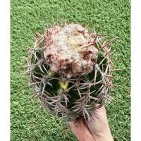 ราคา พร้อมส่งแคคตัสเมโลจุกขาวด่าง‼️ไม้เมล็ด ต้นใหญ่มาก เซฟาเลี่ยมสีขาว ออกดอกชมพู Melocactus curvispinus variegated (26584532001)