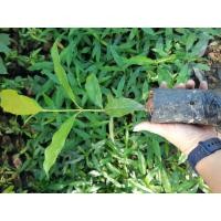 ราคา ต้นมั่งมี สูง 15-20 ซม ชุดละ 2 ต้น (9596999880)