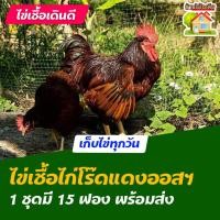 ราคา ไข่เชื้อไก่โร๊ดไอส์แลนด์เรด ออสเตรเลีย สำหรับการฟัก 15 ฟอง (8841646538)