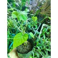 ราคา ต้นพันธุ์ หมามุ่ยอินเดียถั่วเวลเวท(Velvet bean)สมุนไพร พร้อมปลูก ถุงดำละ 34 บาท (19532214731)