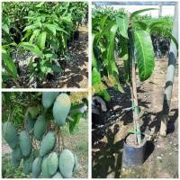 ราคา มะม่วงเขียวใหญ่กิ่งทาบ(ขนาด 60 ซม.) (4858897057)