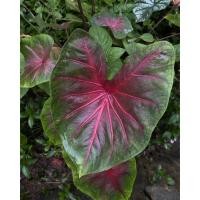 ราคา บอนสีช้างเผือกใบบัว ( ต้น baby ใส่กระถาง ) ⚠️ คุณภาพดี ราคาถูก ⚠️ หาได้ที่นี่ค่ะ (10403659000)