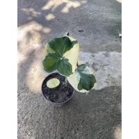 ราคา ถุงเงินถุงทอง+เงินไหลมาด่างขาว+ฮกหลง (11350493239)