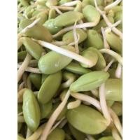 ราคา หน่อเหรียง (ลูกเหรียง)3ขีด✨ (24290284517)