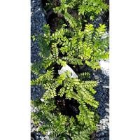 ราคา ต้นล่ำซำ Black Ebony ไม้มงคลที่ควรปลูกทุกบ้าน ให้ร่ำรวยล่ำซำ ไม่ยืนต้น ทนทาน ทนแล้งได้ดี ให้ร่มเงา ต้นละ 69 บาท (15688165749)