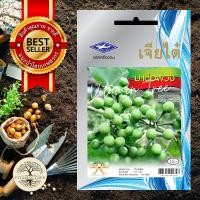 ราคา เมล็ดพันธุ์ มะเขือพวง 0.2 กรัม (6355042022)