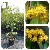 ราคา ต้นรวงผึ้ง ไม้ไทยดอกหอม (15948383228)