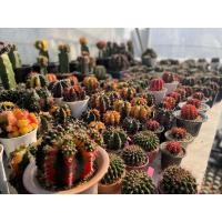 ราคา ยิมโน ยิมโนด่าง ยิมโนเชื้อด่ทง ยิมโนแม่ลูกดก ยิมโนมิฮาโน lb hybrid (Gymno mihano) gymnocalycium แคคตัสราคาเบาๆ (4870872300)