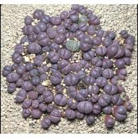 ราคา [ไลทอป]รูบร้าLithopsOptica'Rubra' (3781000898)