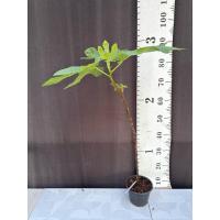 ราคา มะเดื่อฝรั่ง Fig พันธุ์ Bursa Siyahi (29734514247)