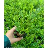 ราคา ต้นหลิวญี่ปุ่น ทำบอนไซ ต้นหลิวใบ หลิวน้ำตก หลิวเลื้อย (13709454713)