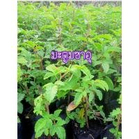 ราคา ต้นมะตูมแขก หรือมะตูมซาอุ(ชุด3ต้น) พร้อมส่งรับประกันสินค้าชำรุด (13399342134)