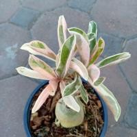 ราคา ต้นชวนชมด่างหินอ่อนด่างเหลืองด่างชมพู (9790355777)