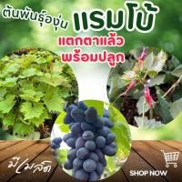 ราคา ต้นพันธุ์องุ่น “แรมโบ้” องุ่นไร้เมล็ด เสียบยอด แตกตาแล้ว พร้อมปลูก (43954803264)