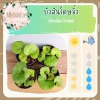 ราคา [กระถาง 4 นิ้ว] บัวสันโดษจิ๋ว บัวสันโดษแคระ Nervilia Orchid ไม้ประดับ ไม้ร่มรำไร (7296350005)